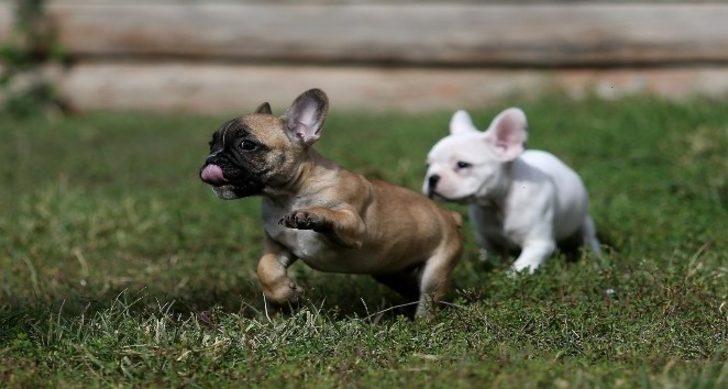 Hayvan hakları yasası çıktı mı, ne zaman çıkacak? İşte hayvan hakları yasasının içeriği G2