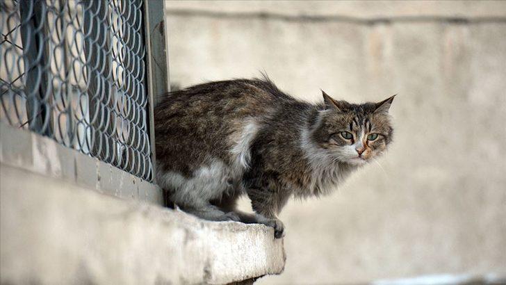 Hayvan hakları yasası çıktı mı, ne zaman çıkacak? İşte hayvan hakları yasasının içeriği G5