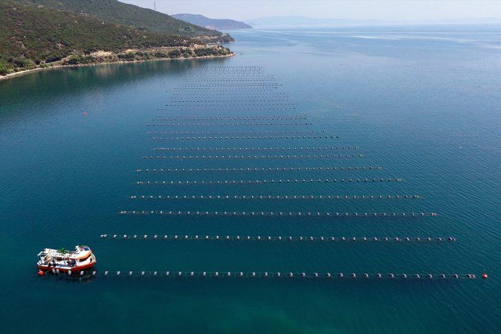 Midye üretiminde gıda güvenliği haftalık analizlerle sağlanıyor G2