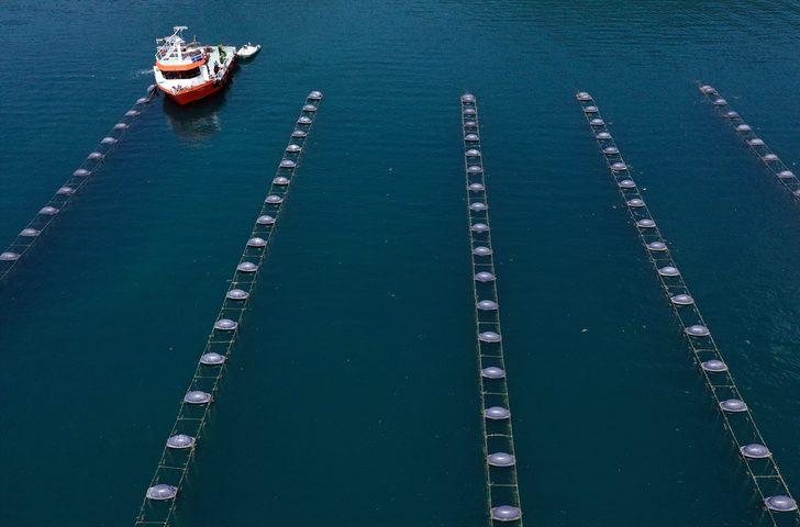 Midye üretiminde gıda güvenliği haftalık analizlerle sağlanıyor G3