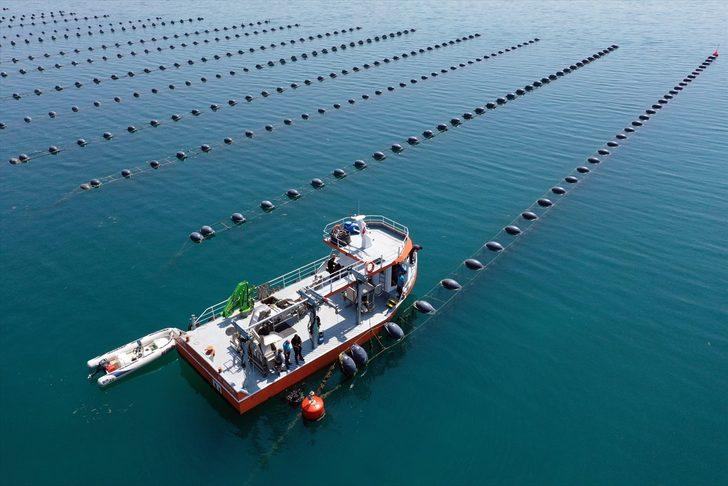 Midye üretiminde gıda güvenliği haftalık analizlerle sağlanıyor G4