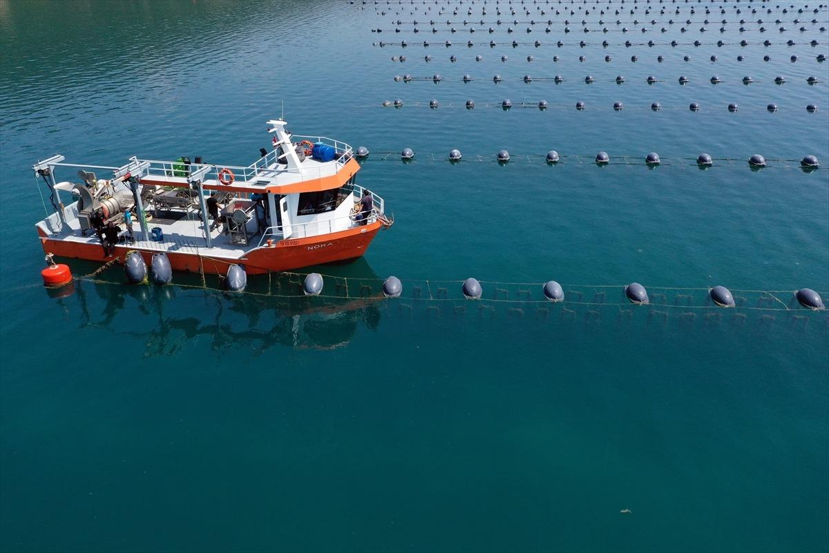 Midye &uuml;retiminde gıda g&uuml;venliği haftalık analizlerle sağlanıyor