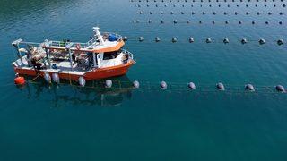 Midye üretiminde gıda güvenliği haftalık analizlerle sağlanıyor