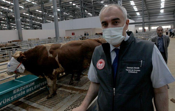 Besiciliğin merkezi Erzurum'dan batıdaki kentlere 55-60 bin kurbanlık gönderilecek G1