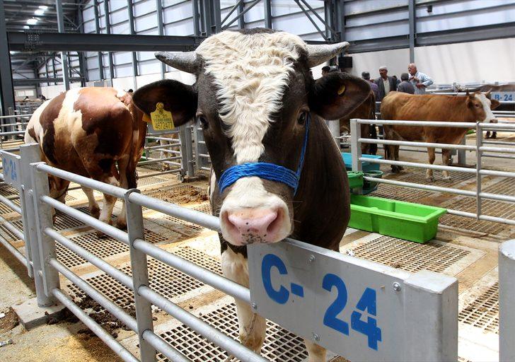 Besiciliğin merkezi Erzurum'dan batıdaki kentlere 55-60 bin kurbanlık gönderilecek G2