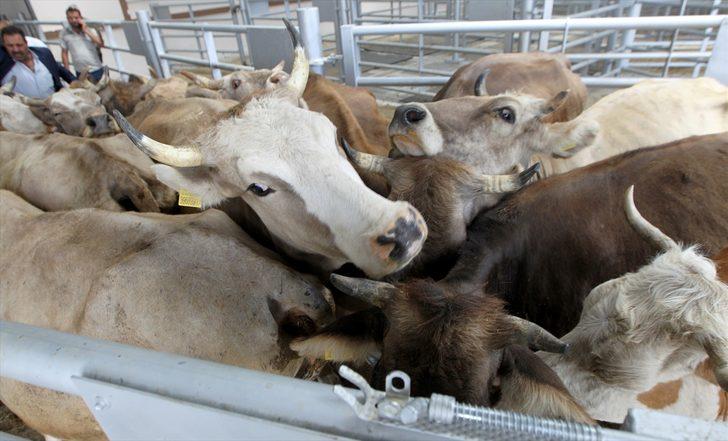 Besiciliğin merkezi Erzurum'dan batıdaki kentlere 55-60 bin kurbanlık gönderilecek G3