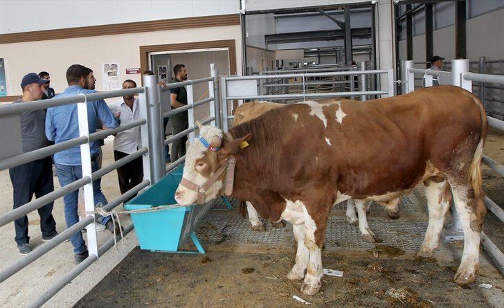 Besiciliğin merkezi Erzurum'dan batıdaki kentlere 55-60 bin kurbanlık gönderilecek G4