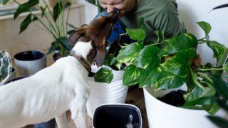 Toprağınızın verimini arttıracak, bahçelerinizi, balkonlarınızı rengarenk hale getirecek 10 ürün