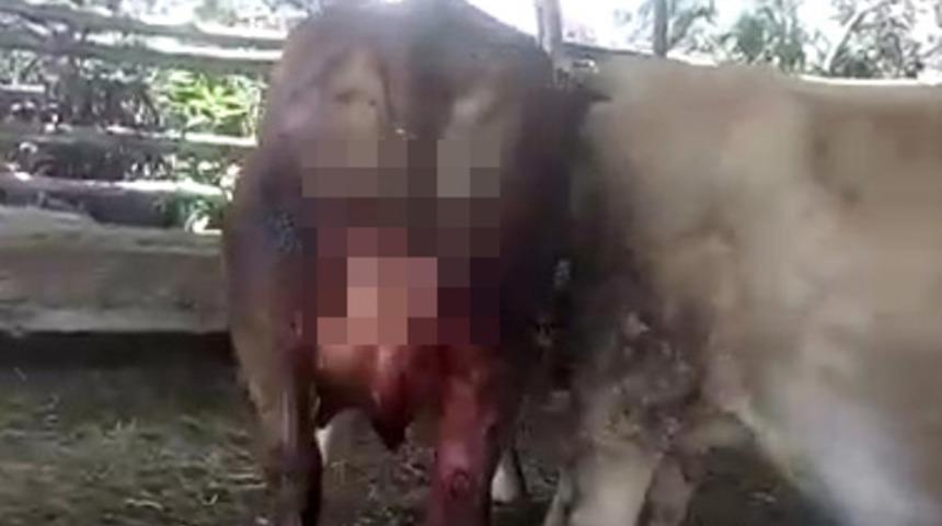 Sabah otlatmaya bıraktı, g&ouml;rd&uuml;ğ&uuml; manzara dehşete d&uuml;ş&uuml;rd&uuml;! Tokat'ta 6 ineğin kuyruğu kesildi