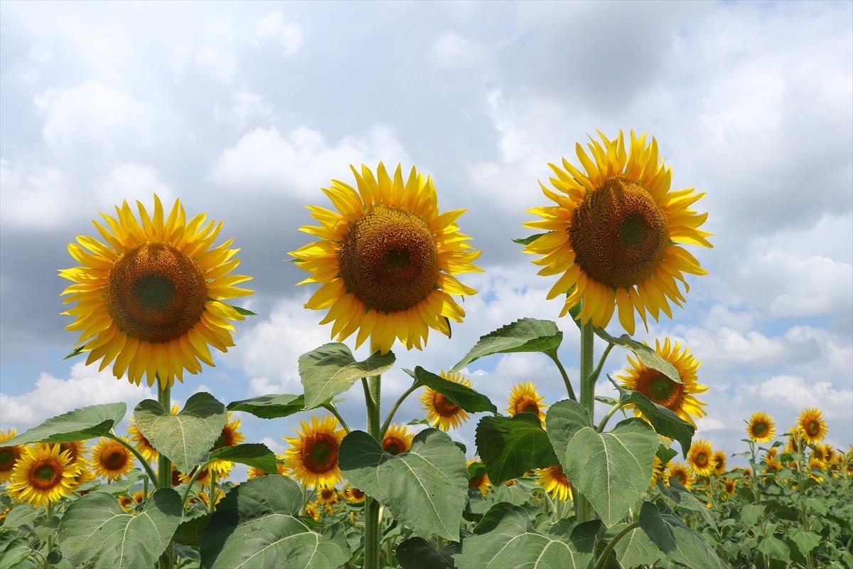 Tekirdağ'da ay&ccedil;i&ccedil;eklerinin a&ccedil;masıyla sarıya boyanan tarlalar g&uuml;zel g&ouml;r&uuml;nt&uuml;ler oluşturdu
