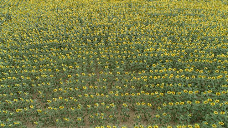 Tekirdağ'da ayçiçeklerinin açmasıyla sarıya boyanan tarlalar güzel görüntüler oluşturdu G3