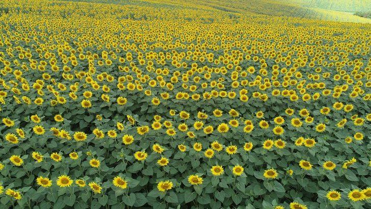 Tekirdağ'da ayçiçeklerinin açmasıyla sarıya boyanan tarlalar güzel görüntüler oluşturdu G4