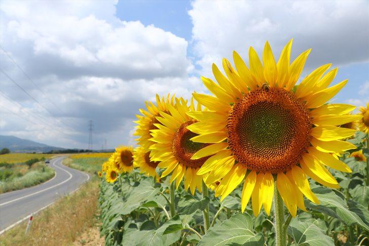 Tekirdağ'da tarlaları sarıya boyayan ayçiçekleri fotoğraf tutkunlarını bekliyor G4