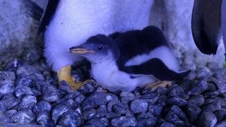 İstanbul'da bebek penguen mucizesi! 120 gram ağırlığında günde 10 kez besleniyor!