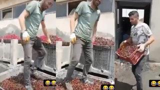 Vişnelerin ayakkabıyla çiğnenmesiyle ilgili gözaltındaki 4 kişi serbest