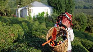 Karadeniz'de gezilecek yerler! İşte doğası, yaylası ve şelaleleriyle Karadeniz...