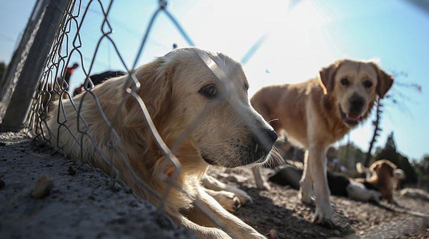 Hayvanların korunmasına ilişkin teklif, TBMM Genel Kurulu'nda