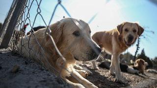 Hayvanların korunmasına ilişkin teklif, TBMM Genel Kurulu'nda