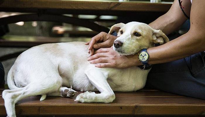 Son Dakika: Hayvanları Koruma Kanunu TBMM Genel Kurulu'nda kabul edildi