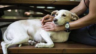 Son Dakika: Hayvanları Koruma Kanunu TBMM Genel Kurulu'nda kabul edildi