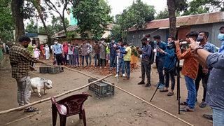 Virüs kimsenin umurunda değil! Binlerce kişi dünyanın en küçük ineğini görmek için Bangladeş'e akın ediyor