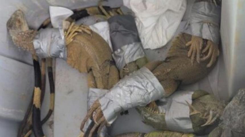 İguanaları koli bandıyla bantlayıp 10 dolara satacaktı