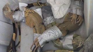 İguanaları koli bandıyla bantlayıp 10 dolara satacaktı