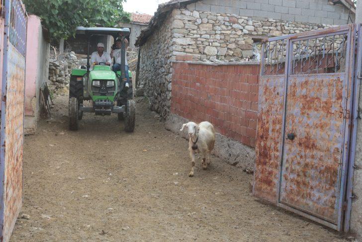 Balıkesir'de bakan bir daha bakıyor! Bu keçi diğerlerinden çok farklı G4