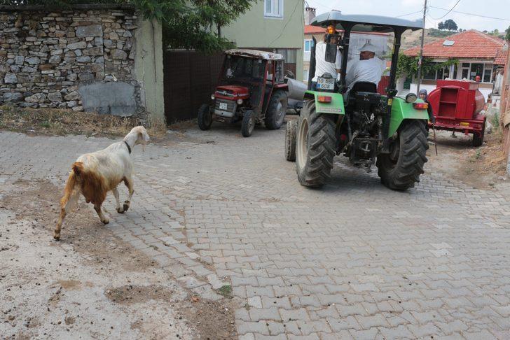 Balıkesir'de bakan bir daha bakıyor! Bu keçi diğerlerinden çok farklı G5