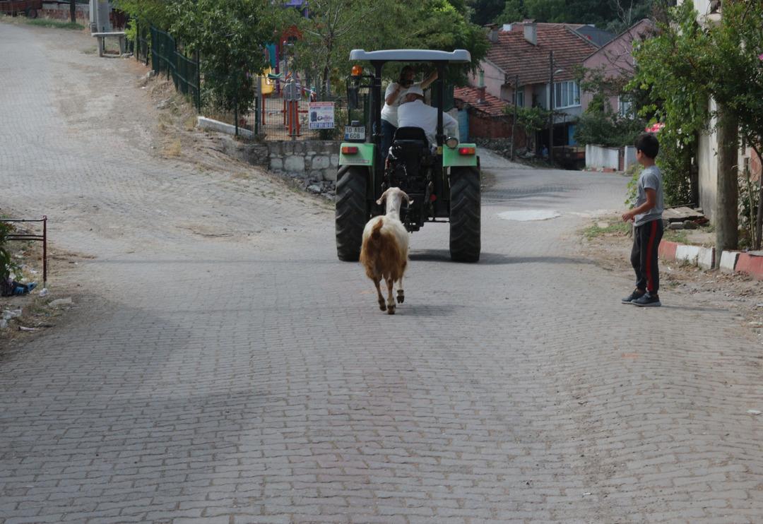 Balıkesir'de bakan bir daha bakıyor! Bu ke&ccedil;i diğerlerinden &ccedil;ok farklı