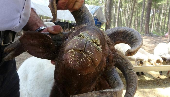 Kurban pazarının gözdesi: 5 boynuzlu koç alıcısını bekliyor