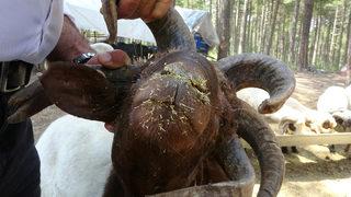 Kurban pazarının gözdesi: 5 boynuzlu koç alıcısını bekliyor