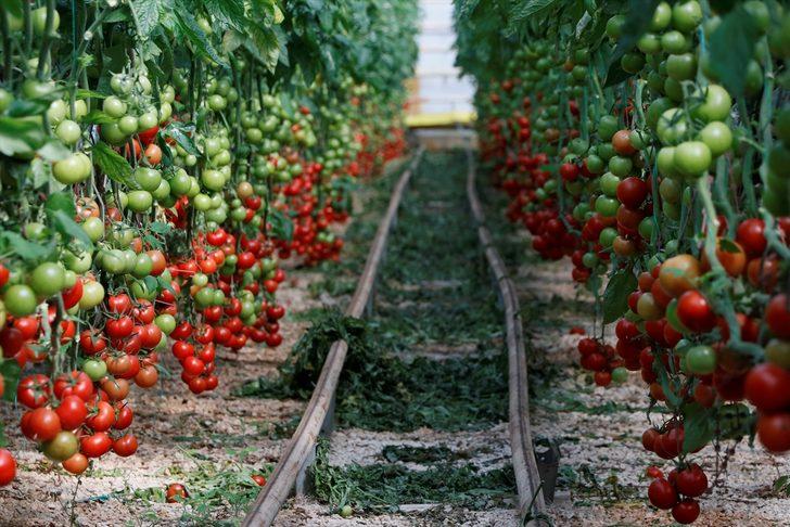 Türkiye'nin domates ihracatı yılın ilk yarısında yüzde 12 arttı G1