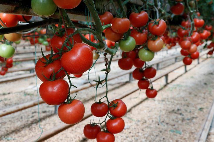 Türkiye'nin domates ihracatı yılın ilk yarısında yüzde 12 arttı G2