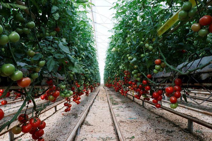 Türkiye'nin domates ihracatı yılın ilk yarısında yüzde 12 arttı G3