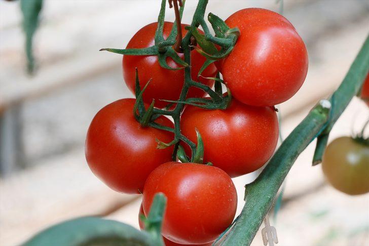 Türkiye'nin domates ihracatı yılın ilk yarısında yüzde 12 arttı G4