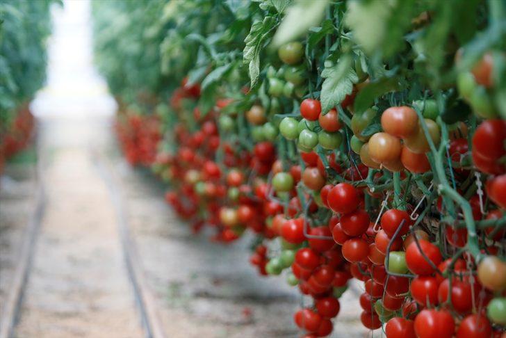 Türkiye'nin domates ihracatı yılın ilk yarısında yüzde 12 arttı G5