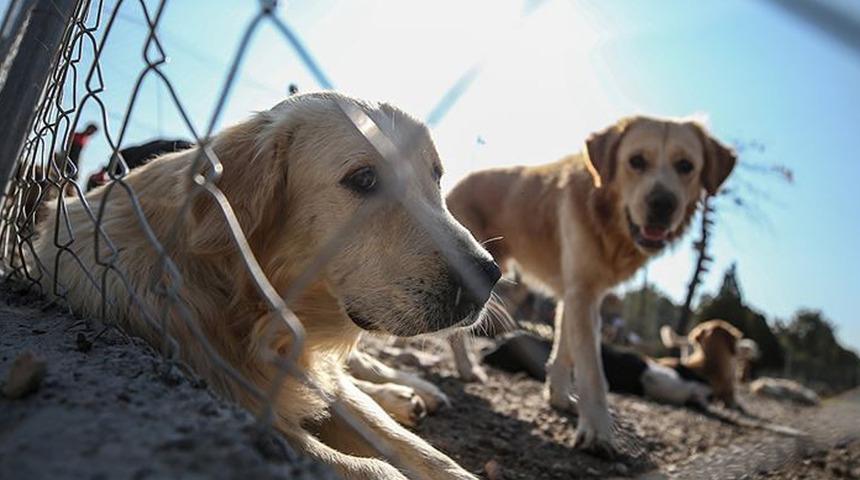 Hayvanları Koruma Kanunu'yla neler değişti? İşte madde madde değişiklikler ve cezalar