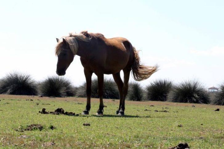 Kızılırmak Deltası’ndaki yılkı atları fotoğrafçıların ilgisini çekiyor G1