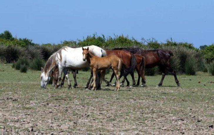 Kızılırmak Deltası’ndaki yılkı atları fotoğrafçıların ilgisini çekiyor G2