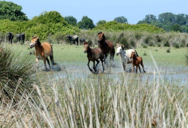 Kızılırmak Deltası’ndaki yılkı atları fotoğrafçıların ilgisini çekiyor G3