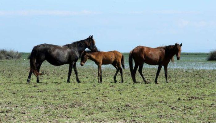 Kızılırmak Deltası’ndaki yılkı atları fotoğrafçıların ilgisini çekiyor