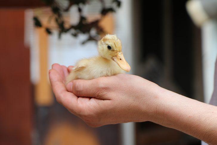 Büyük vicdansızlık! Geri dönüşüm kutusuna atılan ördeğe esnaf sahip çıktı: Adı garip G1