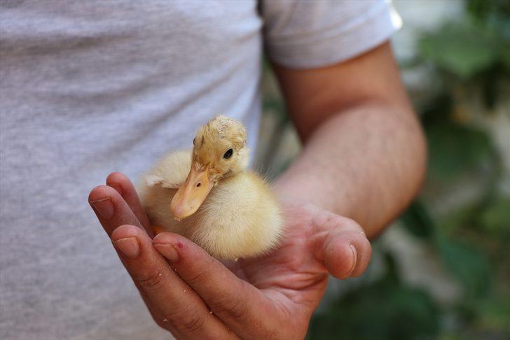 Büyük vicdansızlık! Geri dönüşüm kutusuna atılan ördeğe esnaf sahip çıktı: Adı garip G2