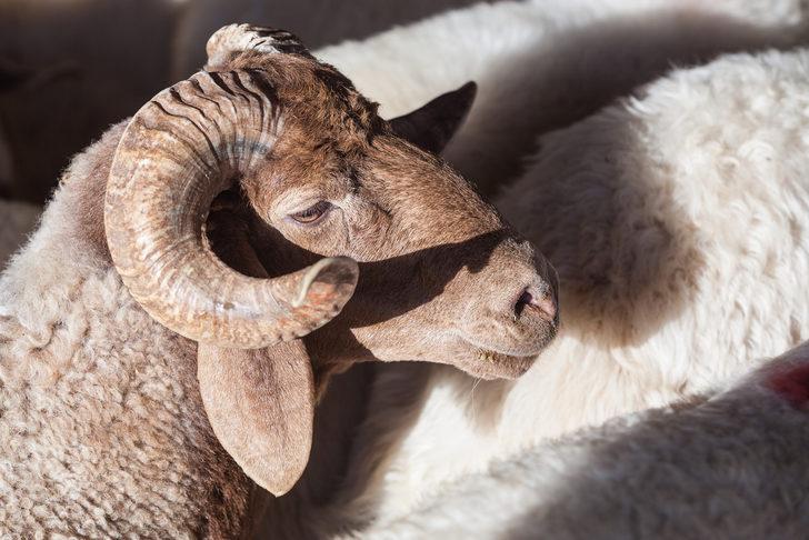 Bu yıl en pahalı kurbanlık ne kadar? İşte 2021 Carrefour ve Migros kurbanlık fiyatları... G1