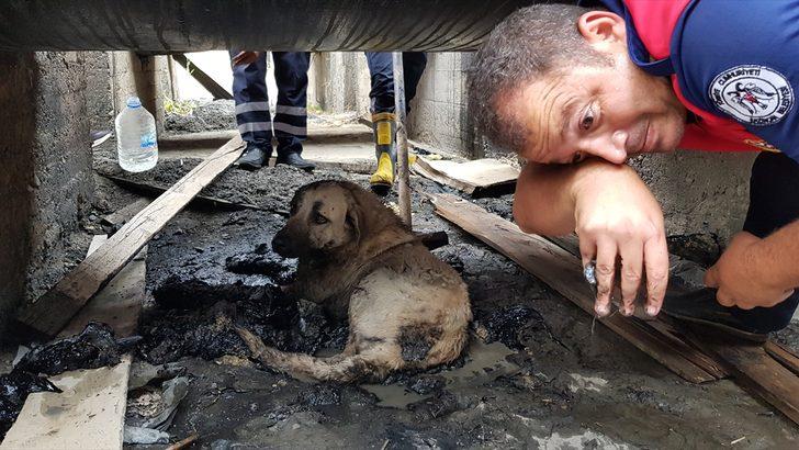 Erzincan'da zifte batan yaralı köpeği itfaiye ekipleri kurtardı G1