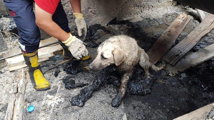 Erzincan'da zifte batan yaralı köpeği itfaiye ekipleri kurtardı G2