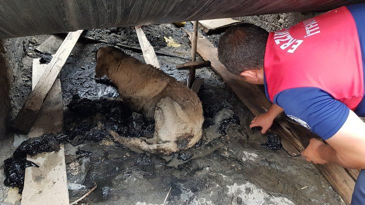 Erzincan'da zifte batan yaralı köpeği itfaiye ekipleri kurtardı G3