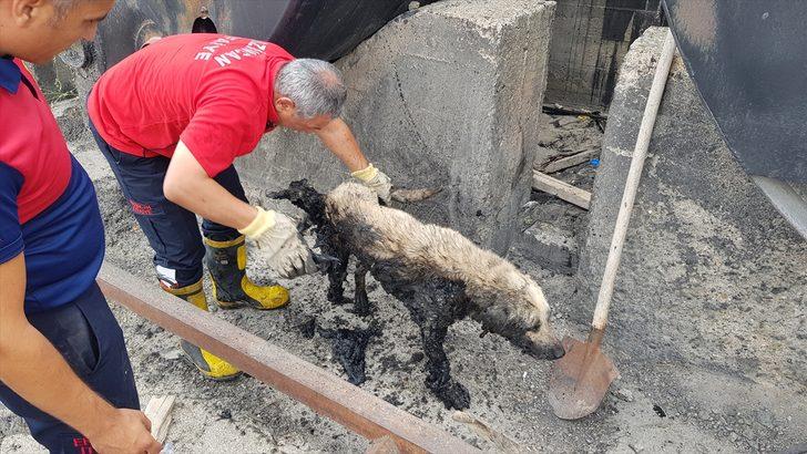 Erzincan'da zifte batan yaralı köpeği itfaiye ekipleri kurtardı G5