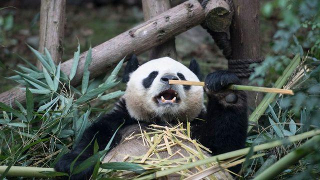 panda